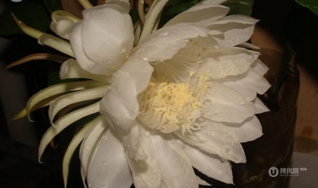 夜间开放的昙花图片，昙花一现所开放出来的绝世芳华
