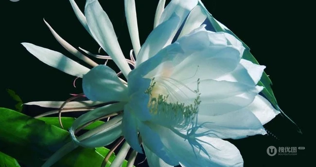 夜间开放的昙花图片，昙花一现所开放出来的绝世芳华