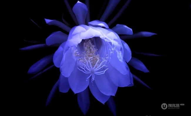 夜间开放的昙花图片，昙花一现所开放出来的绝世芳华