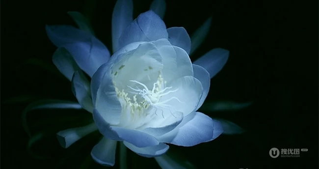 夜间开放的昙花图片，昙花一现所开放出来的绝世芳华