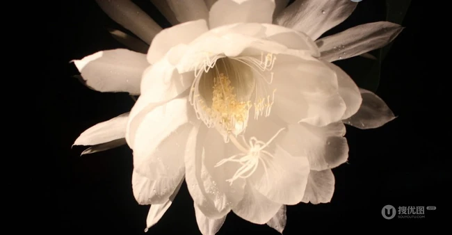 夜间开放的昙花图片，昙花一现所开放出来的绝世芳华