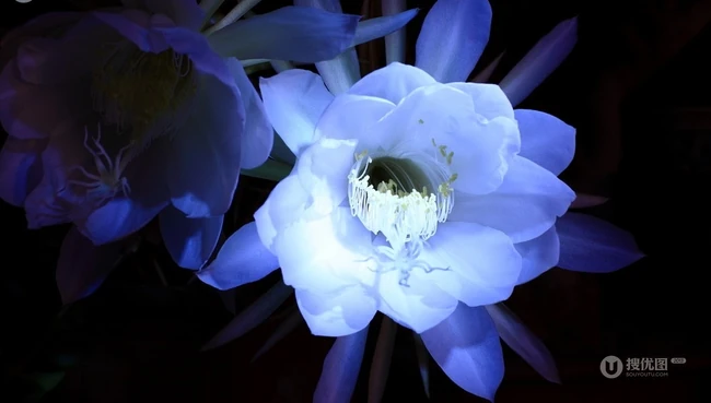 夜间开放的昙花图片，昙花一现所开放出来的绝世芳华