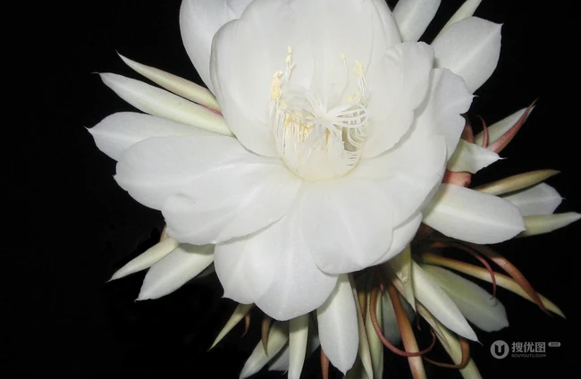 夜间开放的昙花图片，昙花一现所开放出来的绝世芳华