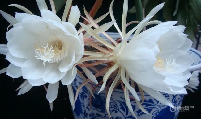 夜间开放的昙花图片，昙花一现所开放出来的绝世芳华