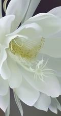 夜间开放的昙花图片，昙花一现所开放出来的绝世芳华