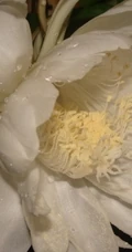 夜间开放的昙花图片，昙花一现所开放出来的绝世芳华