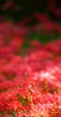彼岸花图片，红色的彼岸花（曼珠沙华）高清图片集