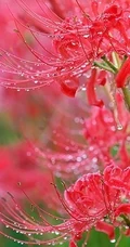 彼岸花图片，红色的彼岸花（曼珠沙华）高清图片集