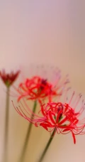 彼岸花图片，红色的彼岸花（曼珠沙华）高清图片集