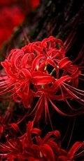 彼岸花图片，红色的彼岸花（曼珠沙华）高清图片集