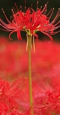 彼岸花图片，红色的彼岸花（曼珠沙华）高清图片集