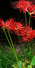 彼岸花图片，红色的彼岸花（曼珠沙华）高清图片集