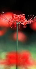 彼岸花图片，红色的彼岸花（曼珠沙华）高清图片集