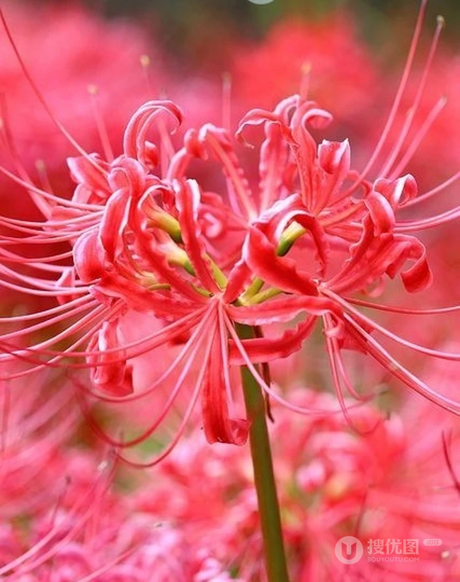 彼岸花图片，红色的彼岸花（曼珠沙华）高清图片集