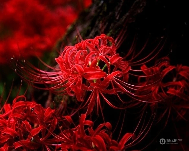 彼岸花图片，红色的彼岸花（曼珠沙华）高清图片集