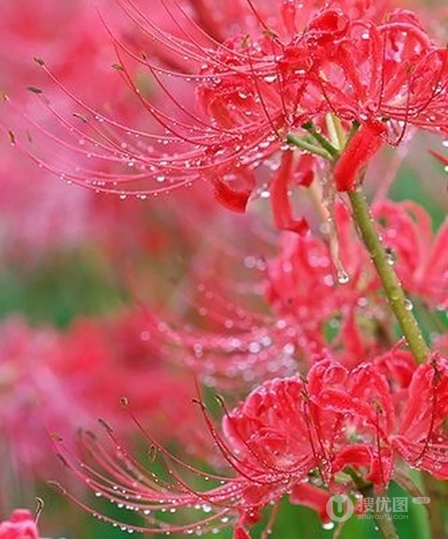 彼岸花图片，红色的彼岸花（曼珠沙华）高清图片集