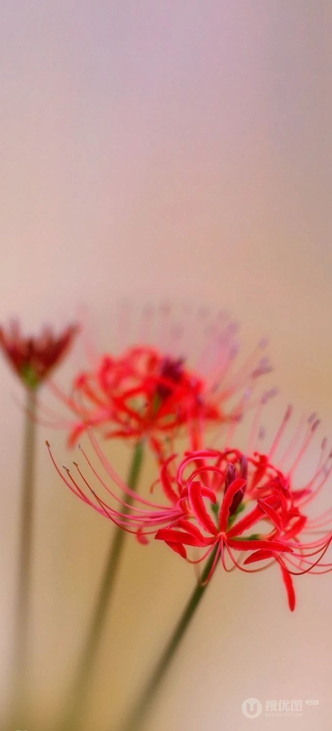 彼岸花图片，红色的彼岸花（曼珠沙华）高清图片集