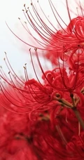 彼岸花图片，红色的彼岸花（曼珠沙华）高清图片集