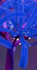 不一样的彼岸花，有别于红色的彼岸花（曼珠沙华）图片集
