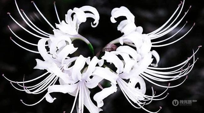 不一样的彼岸花，有别于红色的彼岸花（曼珠沙华）图片集
