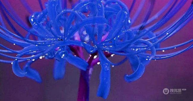 不一样的彼岸花，有别于红色的彼岸花（曼珠沙华）图片集