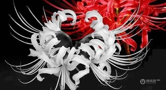 不一样的彼岸花，有别于红色的彼岸花（曼珠沙华）图片集