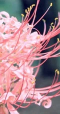 不一样的彼岸花，有别于红色的彼岸花（曼珠沙华）图片集