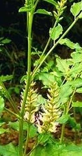 甘草全草图片，甘草全草样子图片