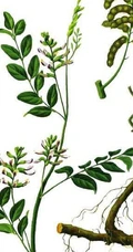 甘草全草图片，甘草全草样子图片
