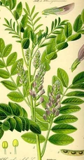 甘草全草图片，甘草全草样子图片