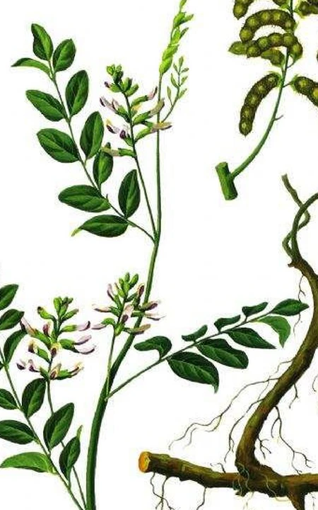 甘草全草图片，甘草全草样子图片