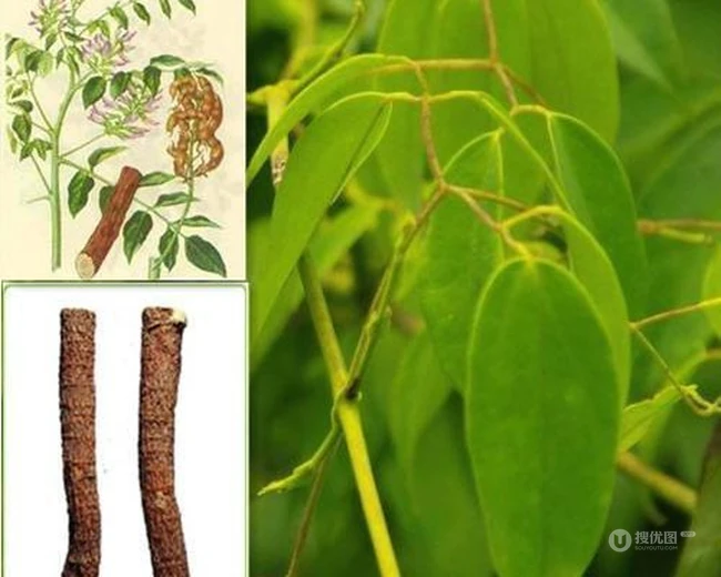 甘草全草图片，甘草全草样子图片