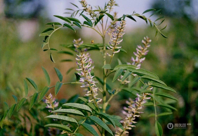 甘草全草图片，甘草全草样子图片