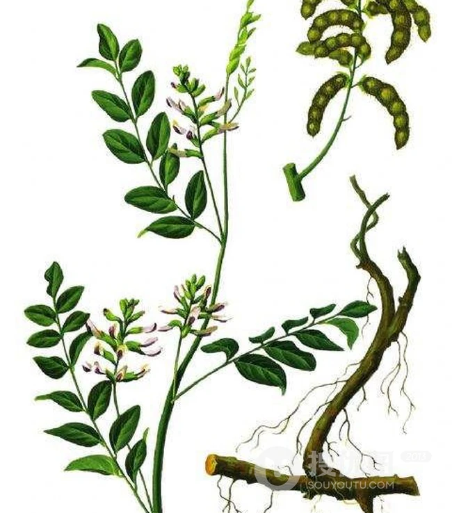 甘草全草图片，甘草全草样子图片