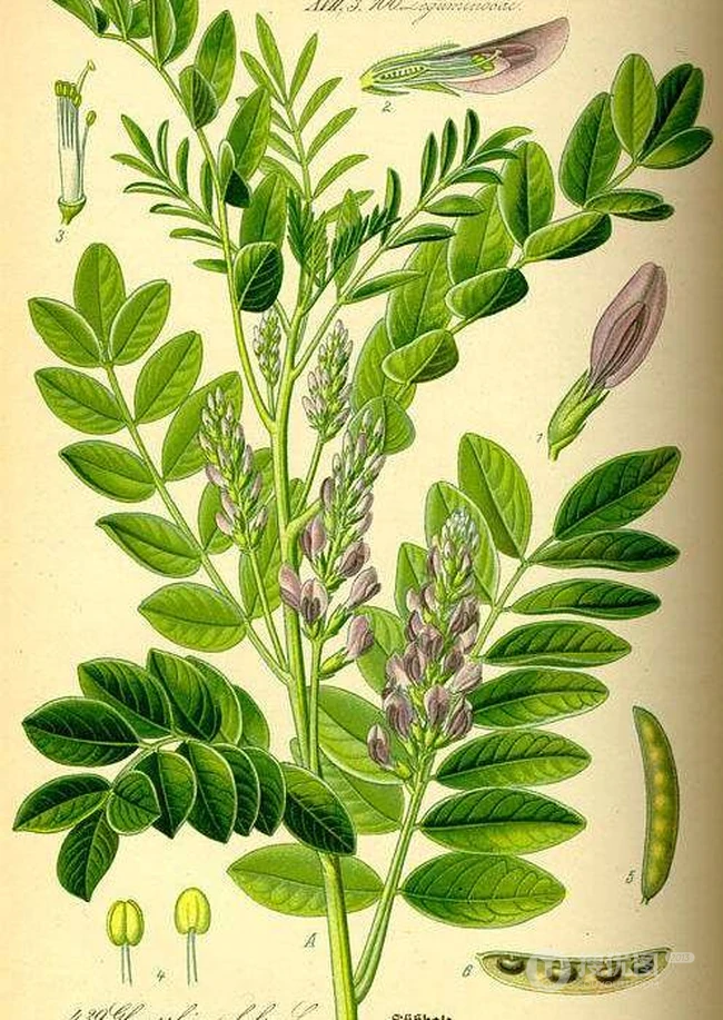 甘草全草图片，甘草全草样子图片