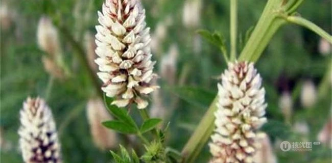 甘草全草图片，甘草全草样子图片