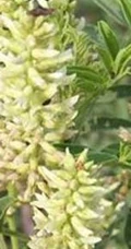甘草全草图片，甘草全草样子图片