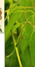 甘草全草图片，甘草全草样子图片