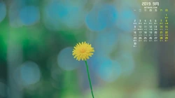 2019年9月清新唯美的花草树木等日历桌面壁纸图片