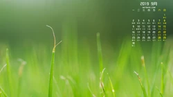 2019年9月清新唯美的花草树木等日历桌面壁纸图片