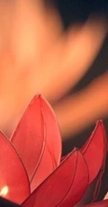 《青丘狐传说》之王凯金晨花式浪漫唯美剧照