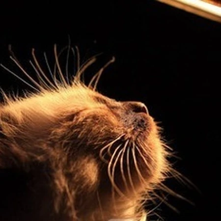 可爱猫咪图片-喵星人的法宝就是这么萌