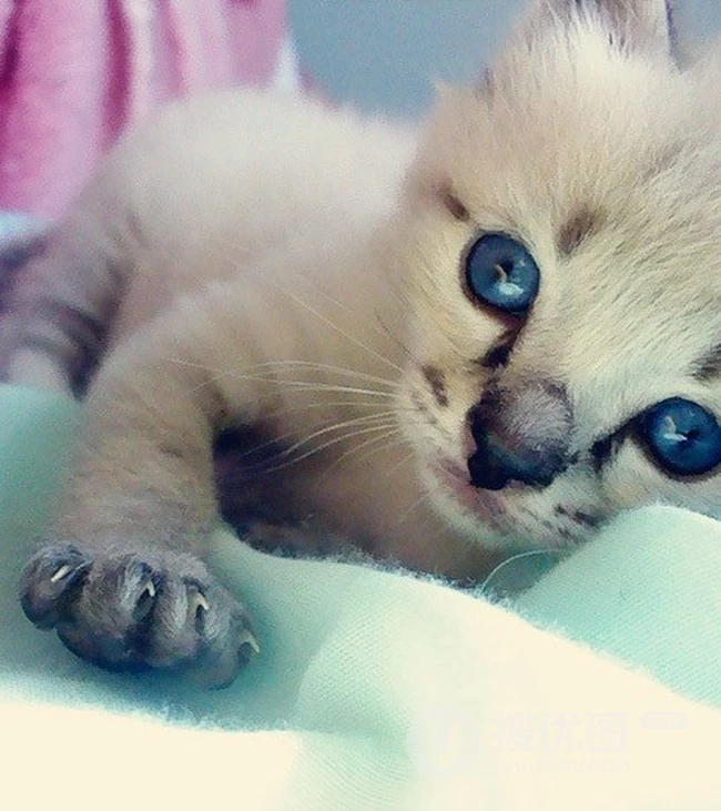 可爱猫咪图片-喵星人的法宝就是这么萌 第2张
