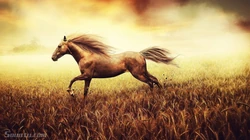 心旷神怡，精选唯美高清桌面壁纸大全美图欣赏