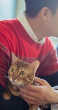 气质暖男黄轩写真大片，怀抱猫咪暖意十足