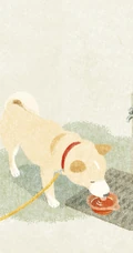 可爱的呆萌柴犬动漫图片