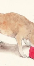 可爱的呆萌柴犬动漫图片