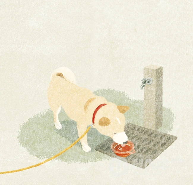 可爱的呆萌柴犬动漫图片