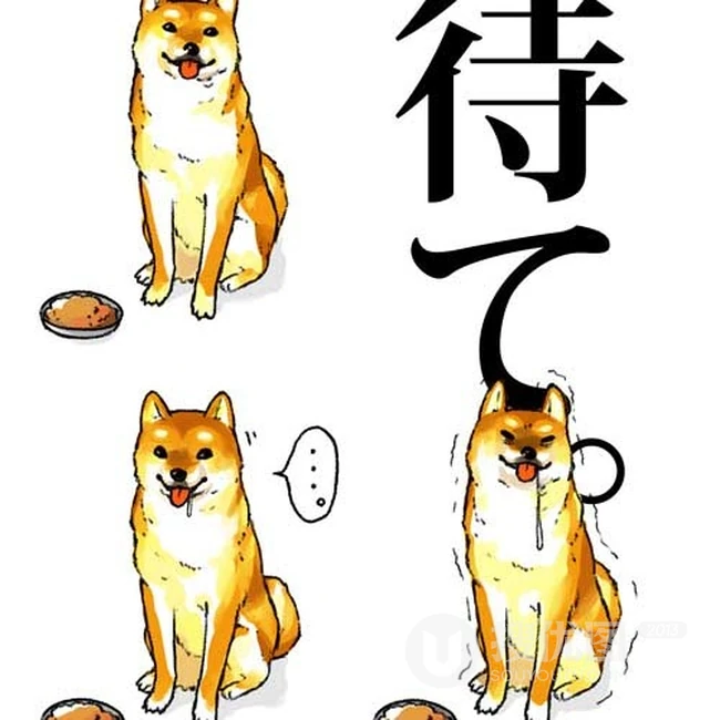 可爱的呆萌柴犬动漫图片