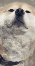可爱的呆萌柴犬动漫图片